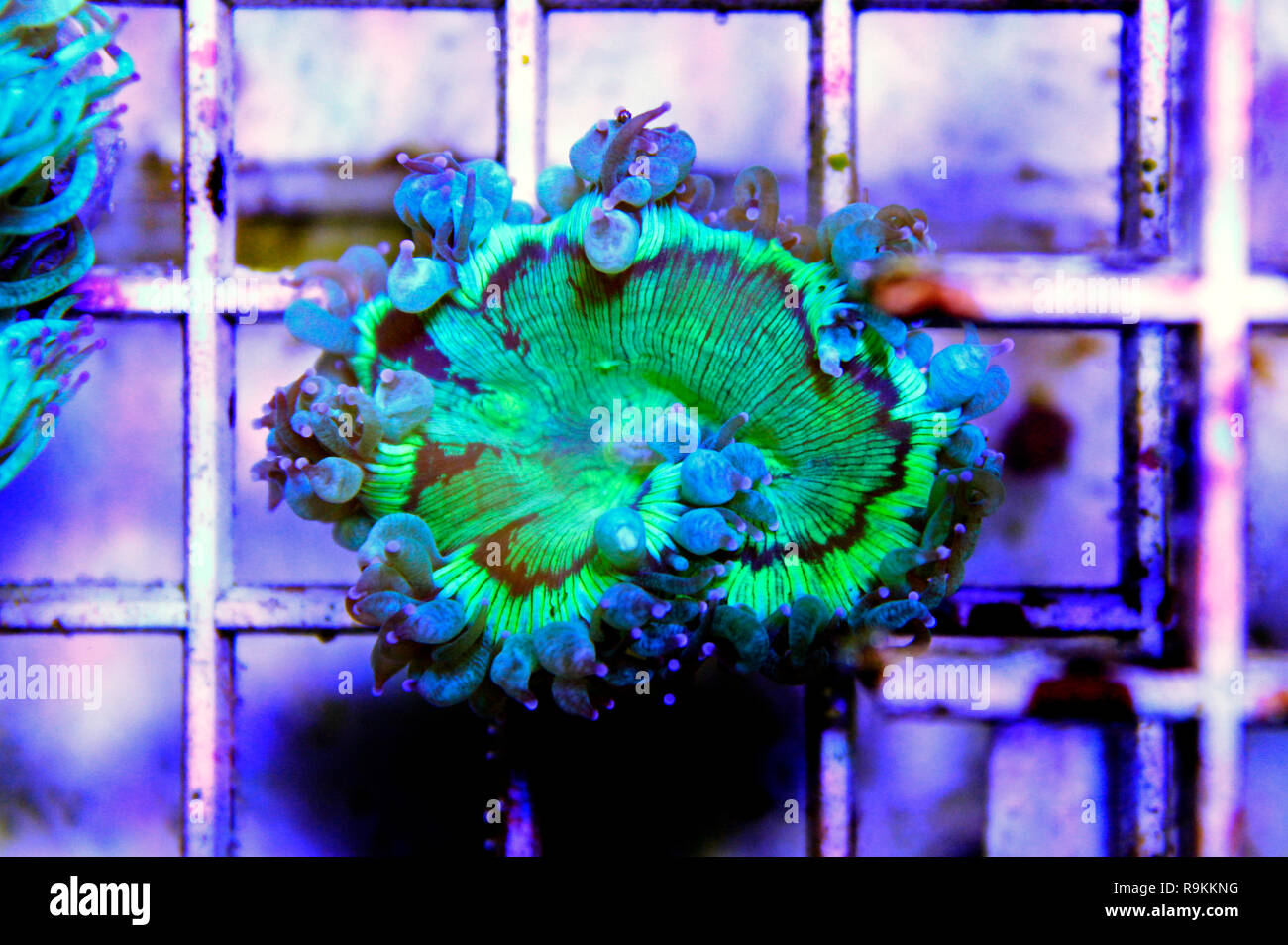 Elegance LPS coral isolated image - Catalaphyllia Jardinei Stock Photo