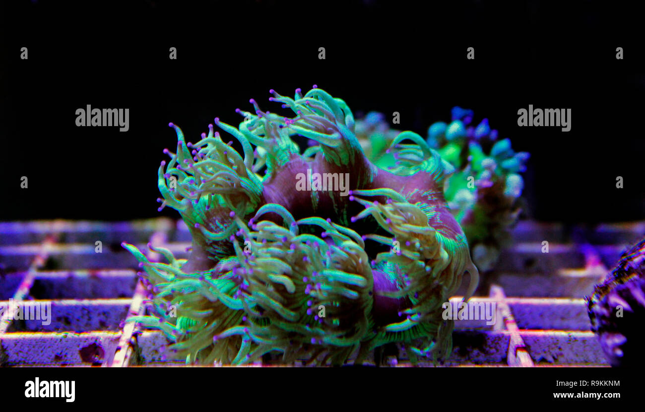 Elegance LPS coral isolated image - Catalaphyllia Jardinei Stock Photo
