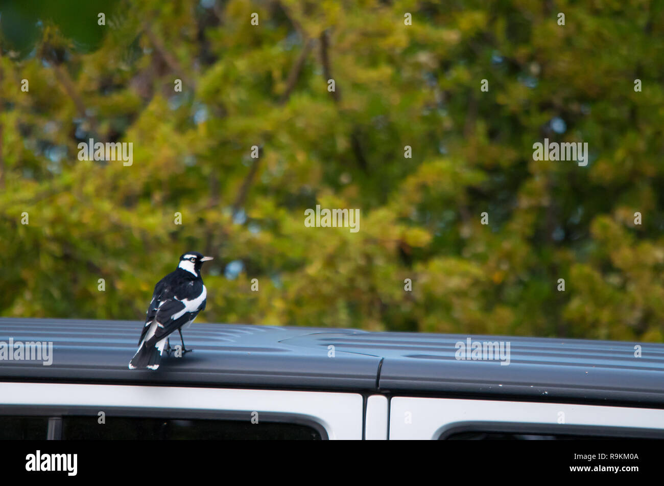 Magpie-Lark sitting on a car roof parked next to trees Stock Photo