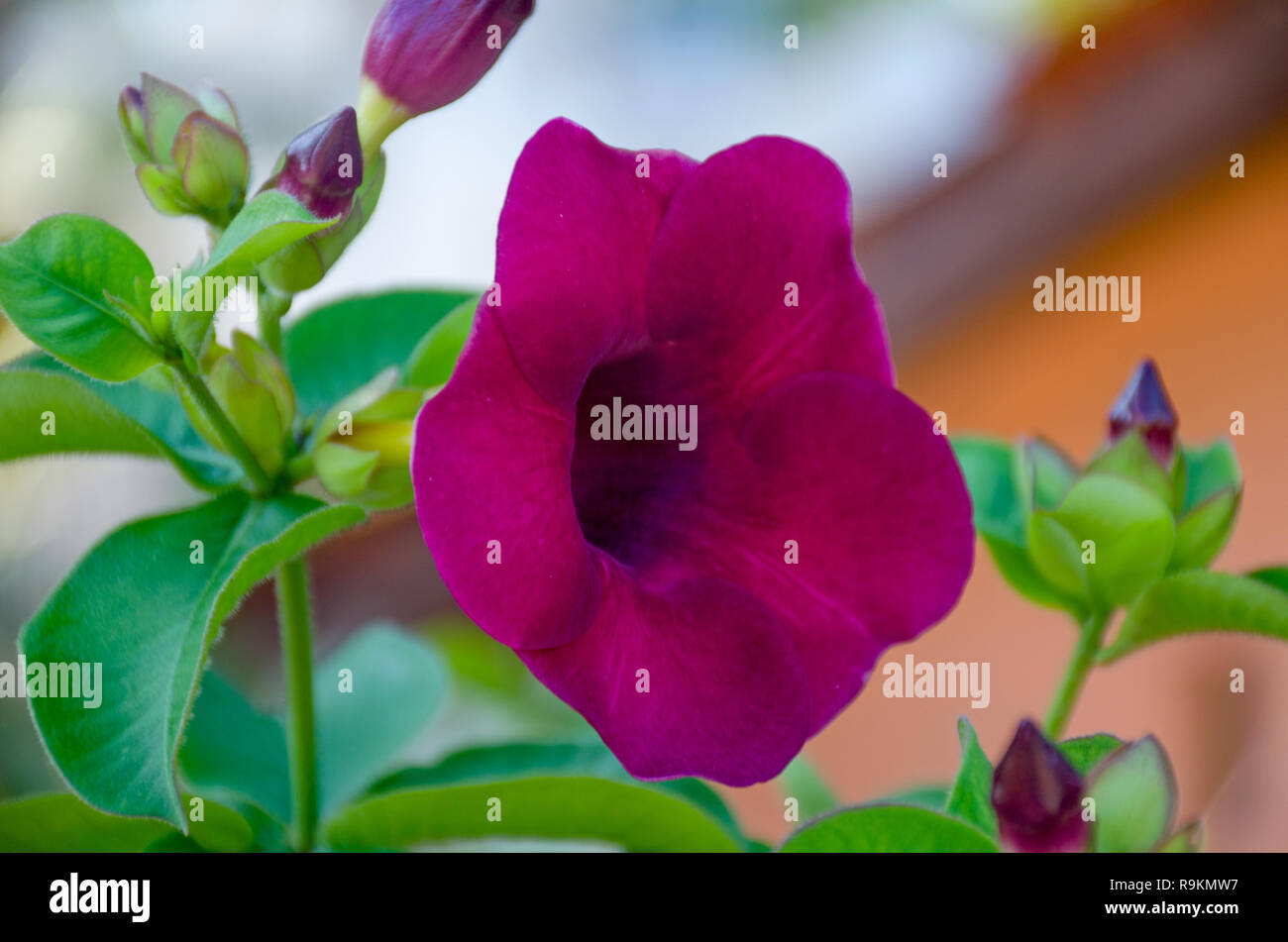 Rukaththana flower or Allamanda Cathartica in Sri Lanka Stock Photo - Alamy