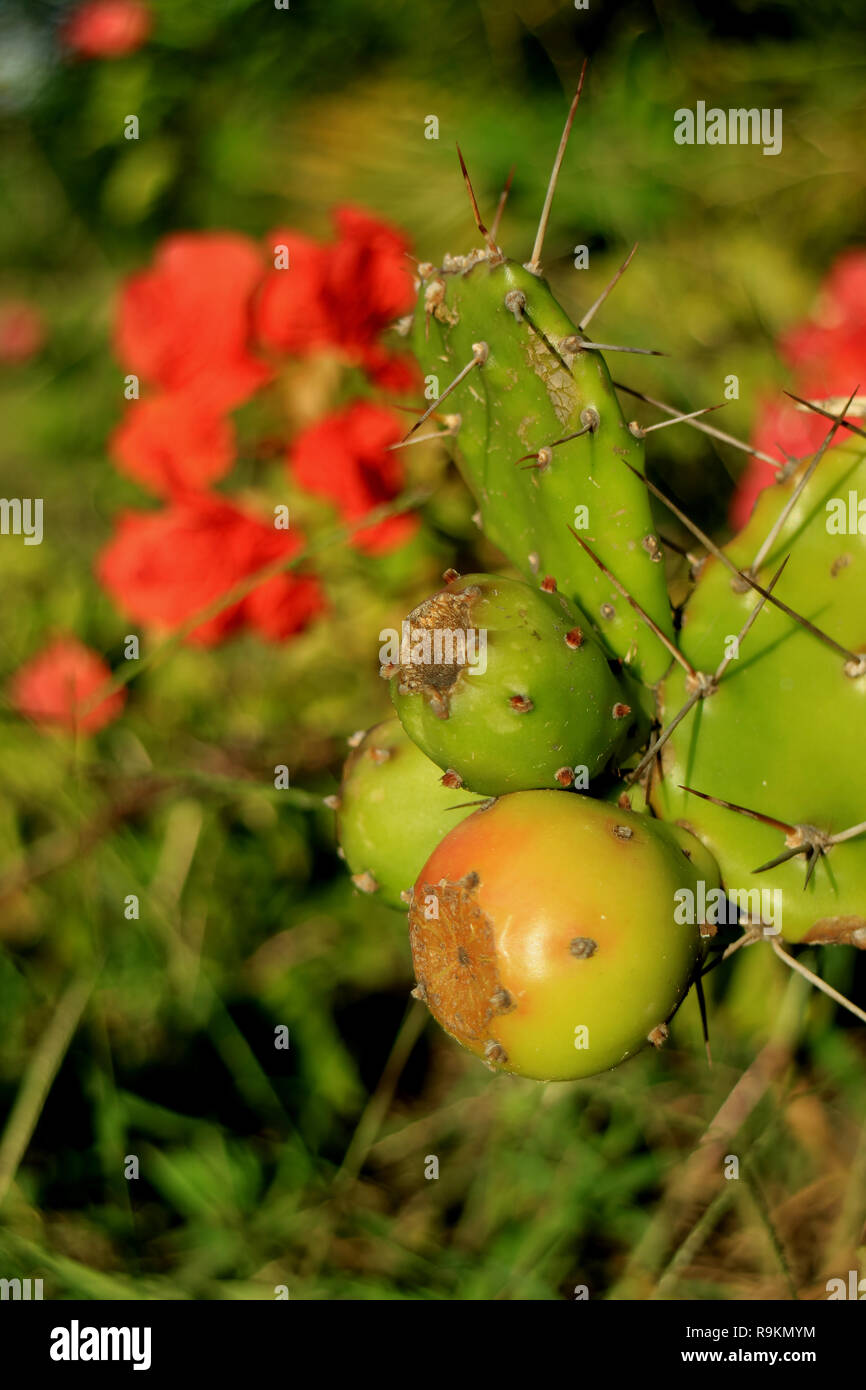 Closed Up Young Opuntia Cactus Fruits Growing on the Prickly Cactus