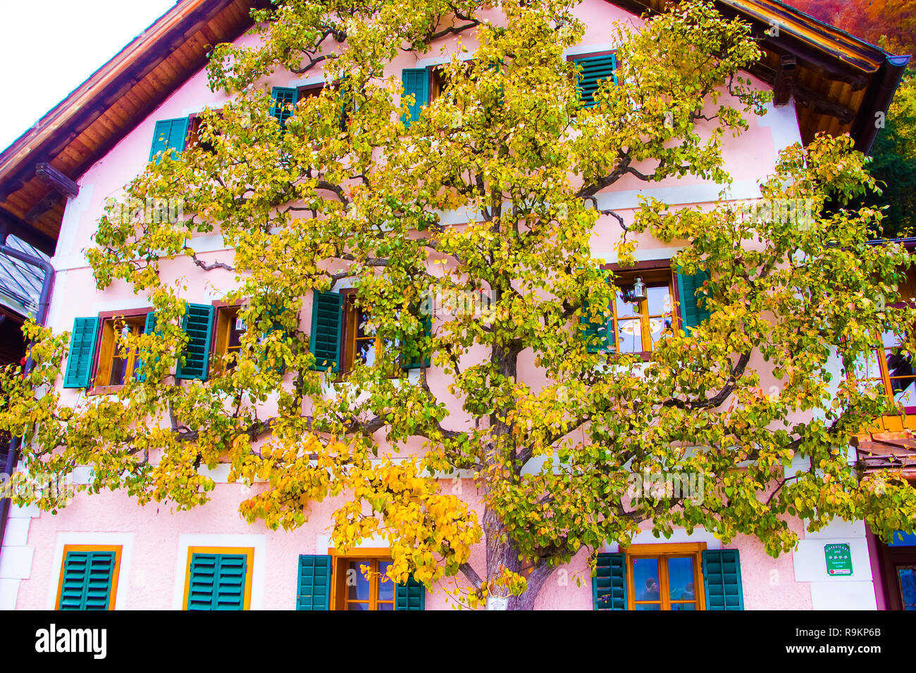 Hedera, ground-creeping woody plant on house facade, Hallstatt in Austria Stock Photo