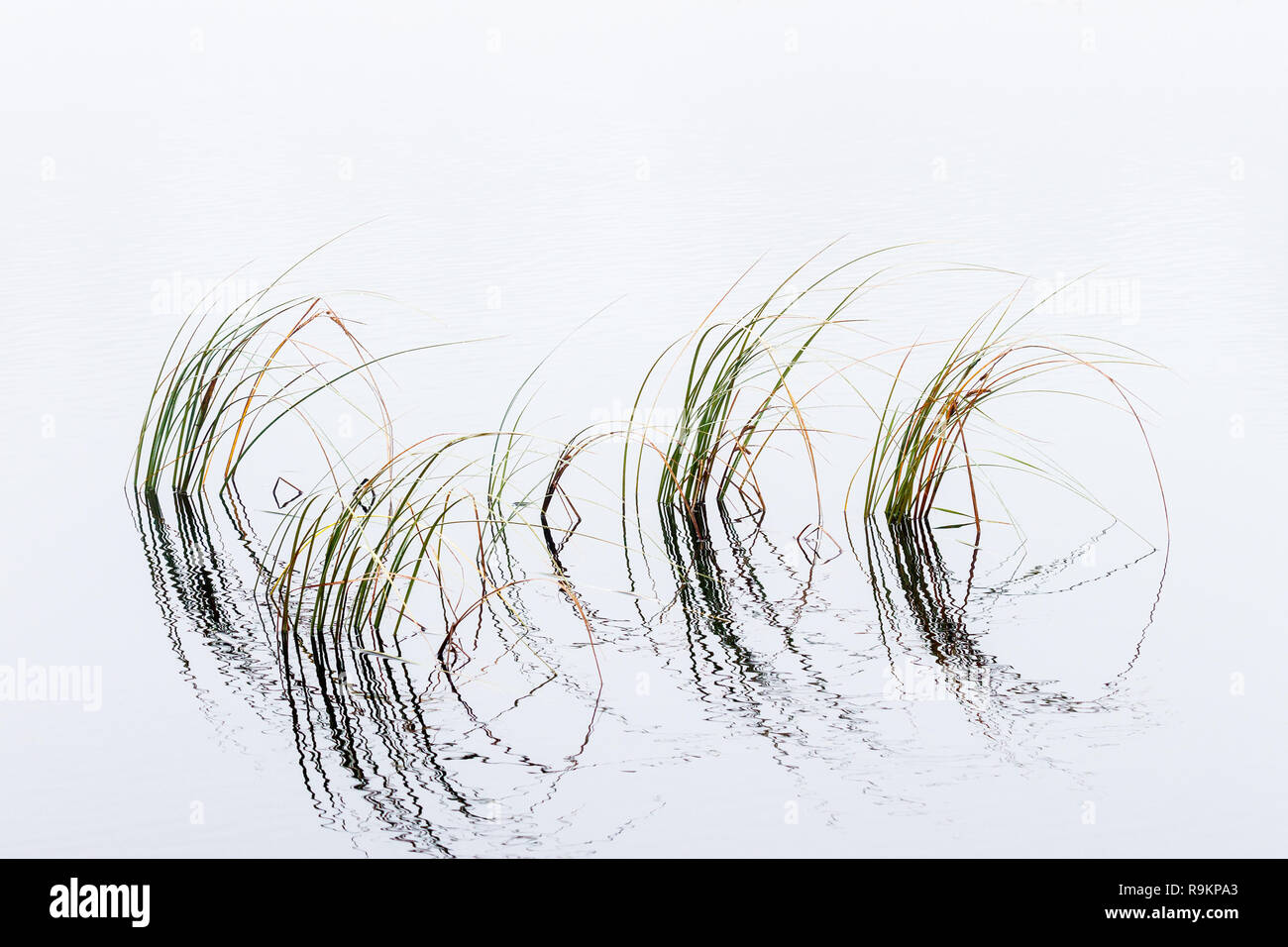 Blades of grass with water reflections Stock Photo Alamy