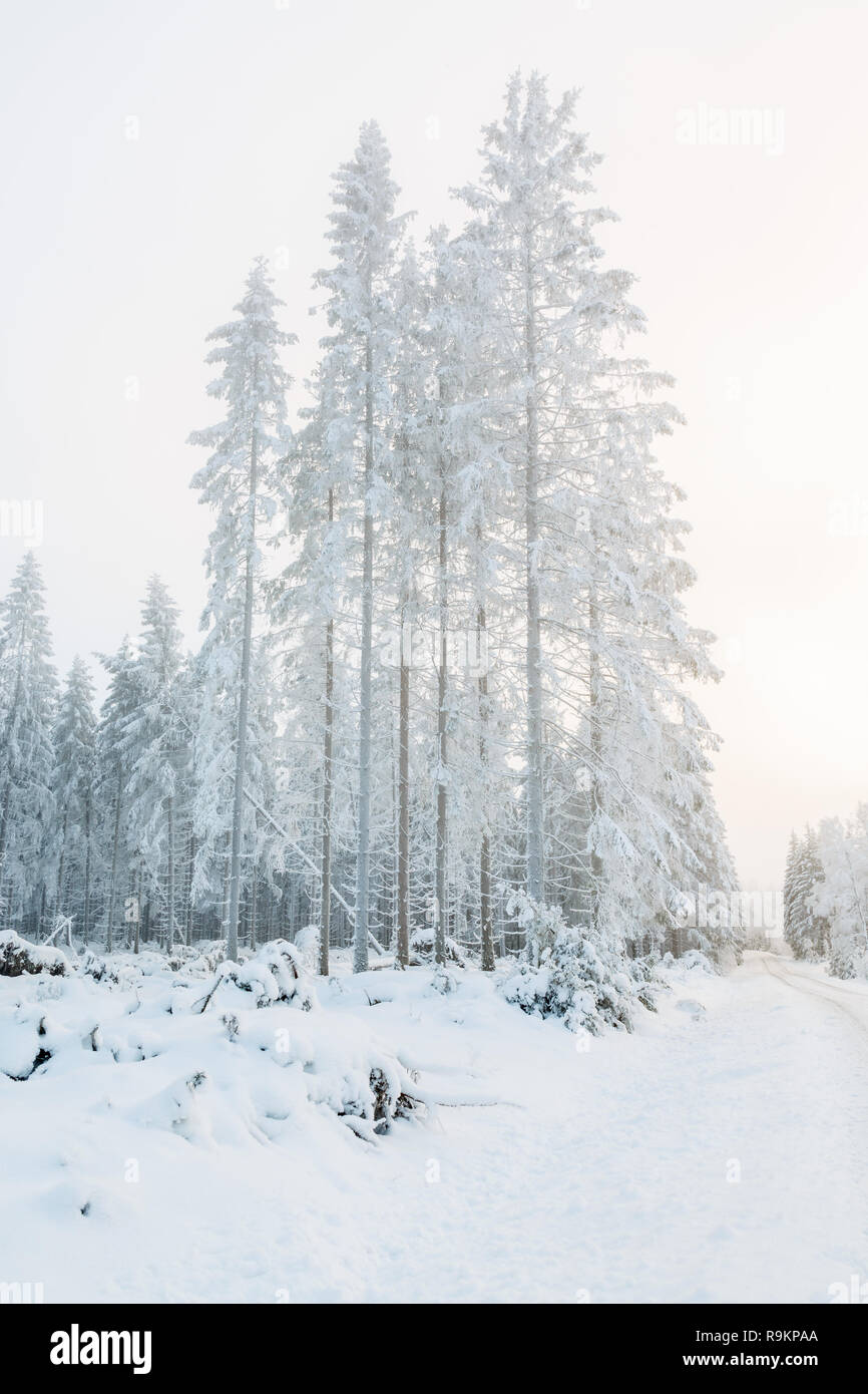 Mist covered trees hi-res stock photography and images - Alamy