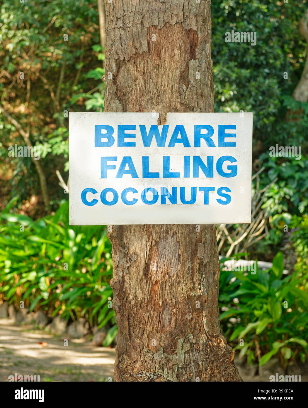 Falling coconuts hires stock photography and images Alamy
