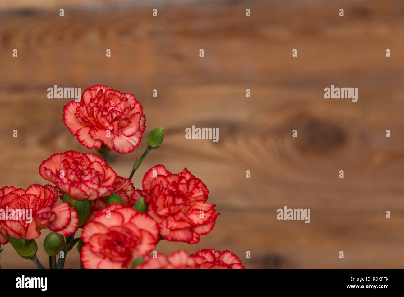 A bunch of red and pink cloves flowers on a rustic wooden table. Blur background with copy space. Stock Photo