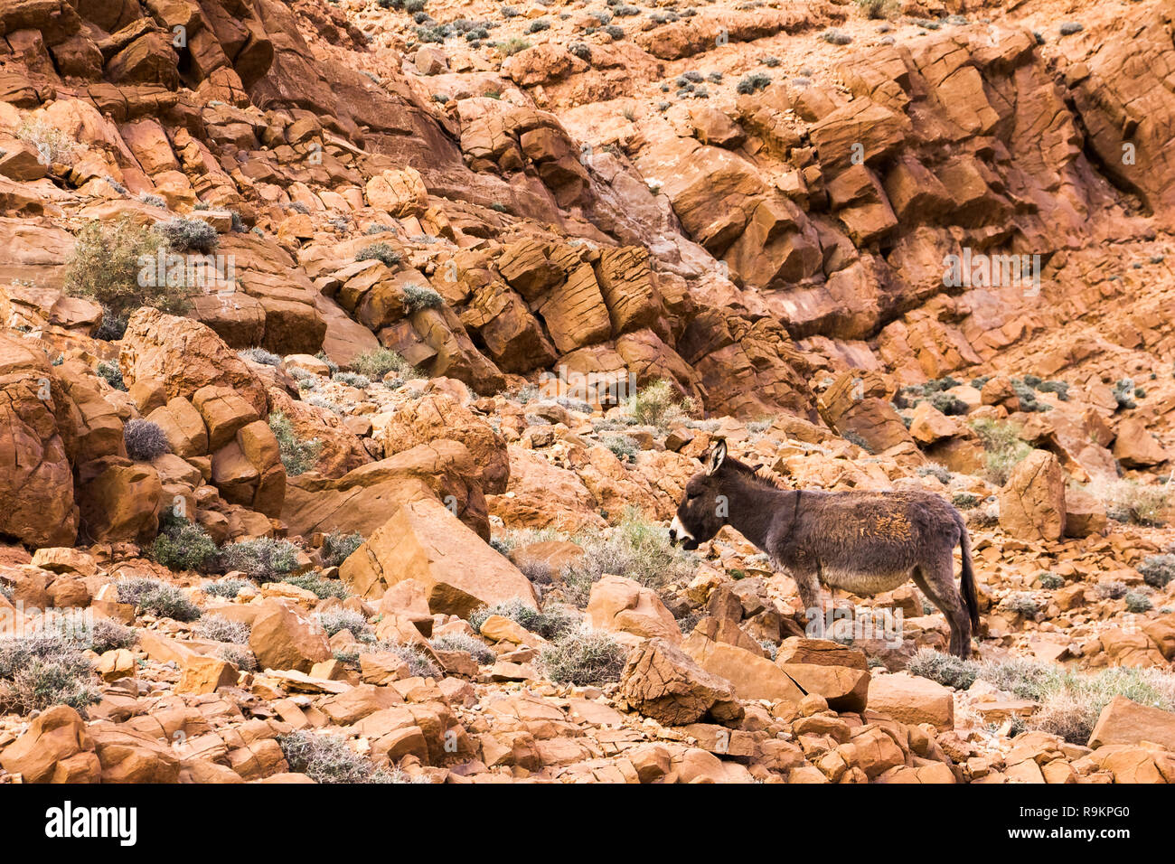 Atlas Mountains Donkey Tinghir Morocco In Afrika Stock Photo Alamy