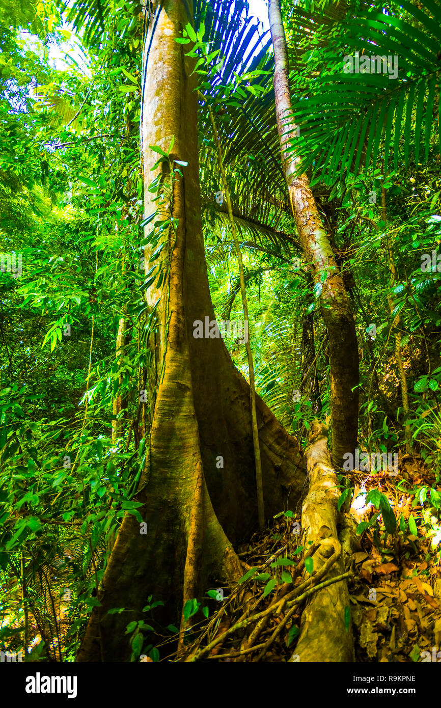 Tropical forest jungle trail in Koh Lanta Island, Krabi in Thailand ...