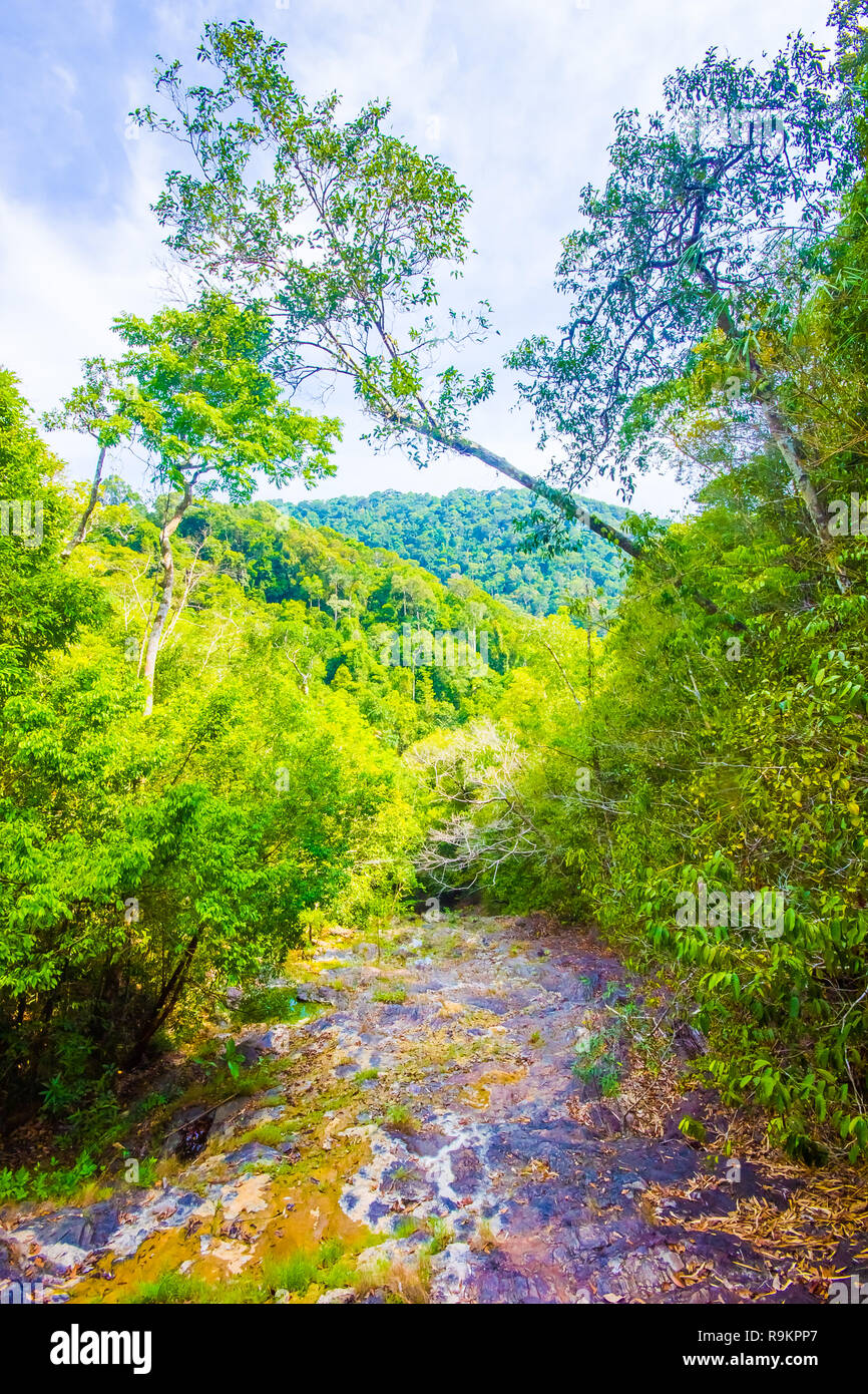 Krabi thailand jungle trail hi-res stock photography and images - Alamy