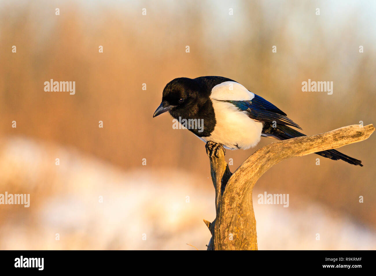 magpie sits on a branch in the winter sunny morning, wildlife, first spring days Stock Photo
