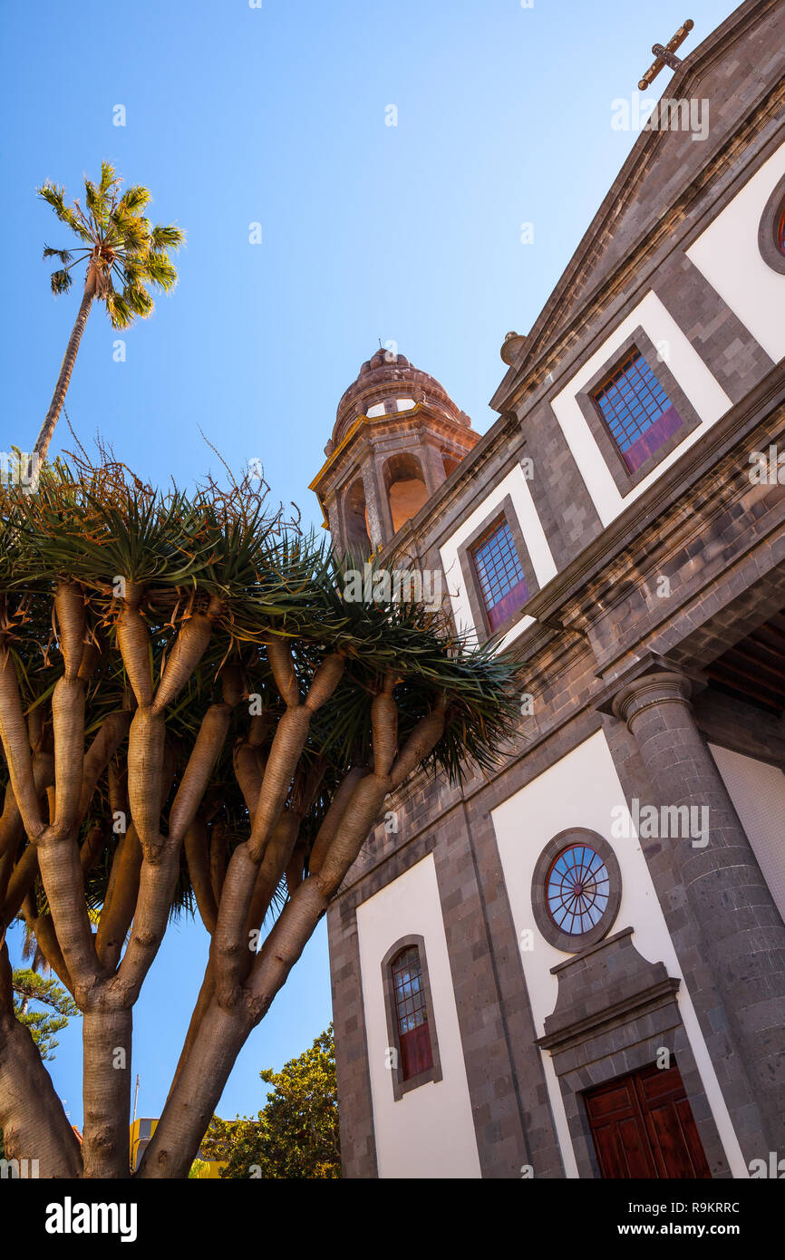 La Laguna Cathedral and Drago tree.Tenerife, Canary Islands, Spain Stock Photo