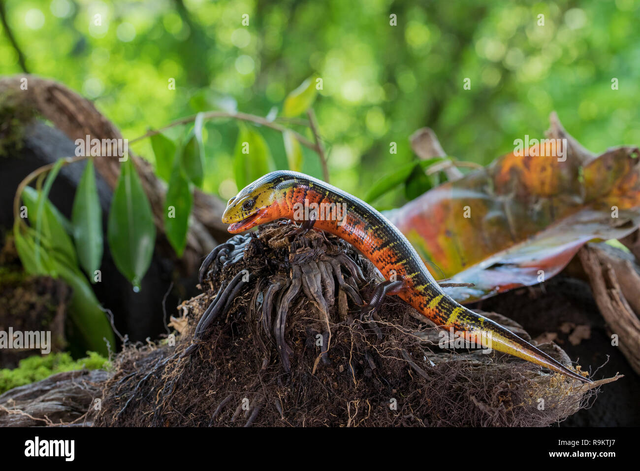 Red Galliwasp reptile in Costa Rica Stock Photo
