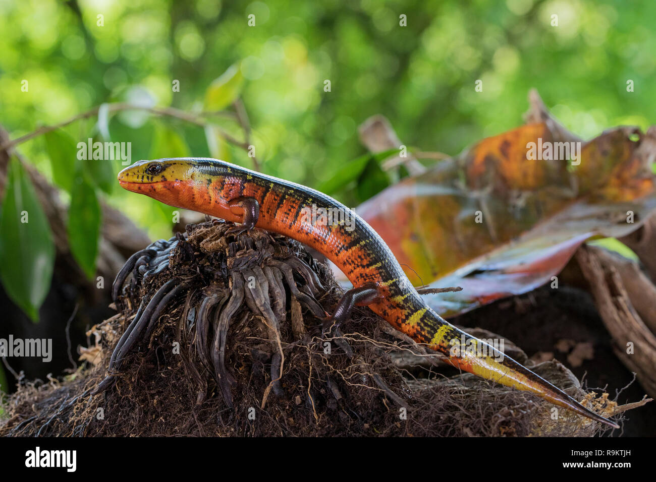 Red Galliwasp reptile in Costa Rica Stock Photo