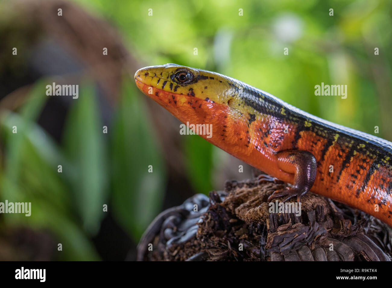 Red Galliwasp reptile in Costa Rica Stock Photo