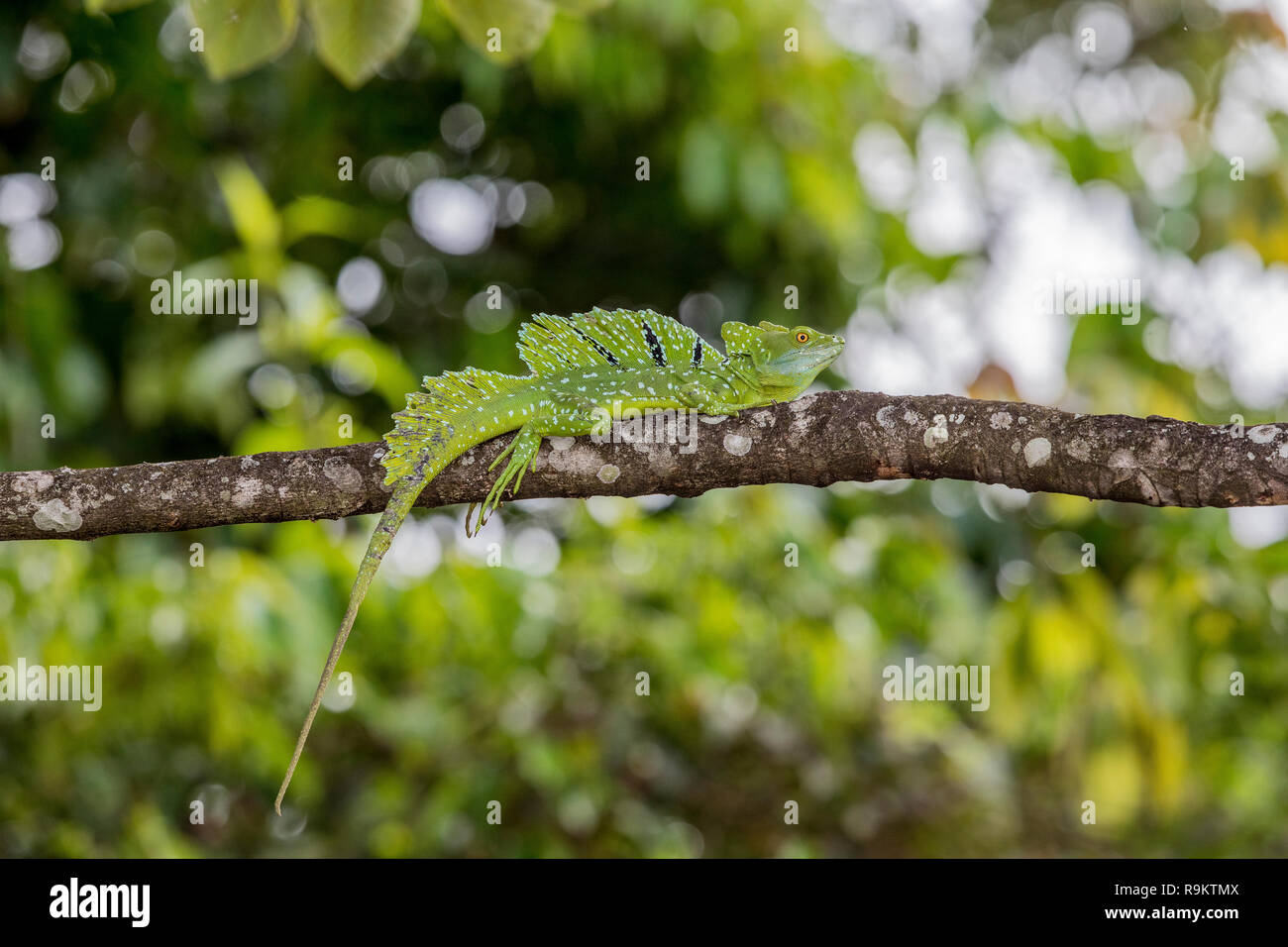 Emerald basilisk in the Arenal area of Costa Rica Stock Photo