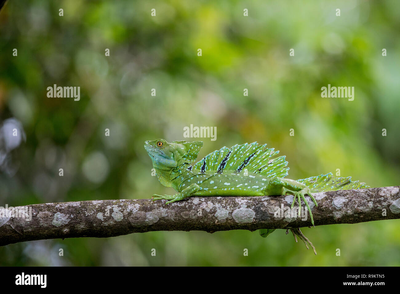 Emerald basilisk in the Arenal area of Costa Rica Stock Photo