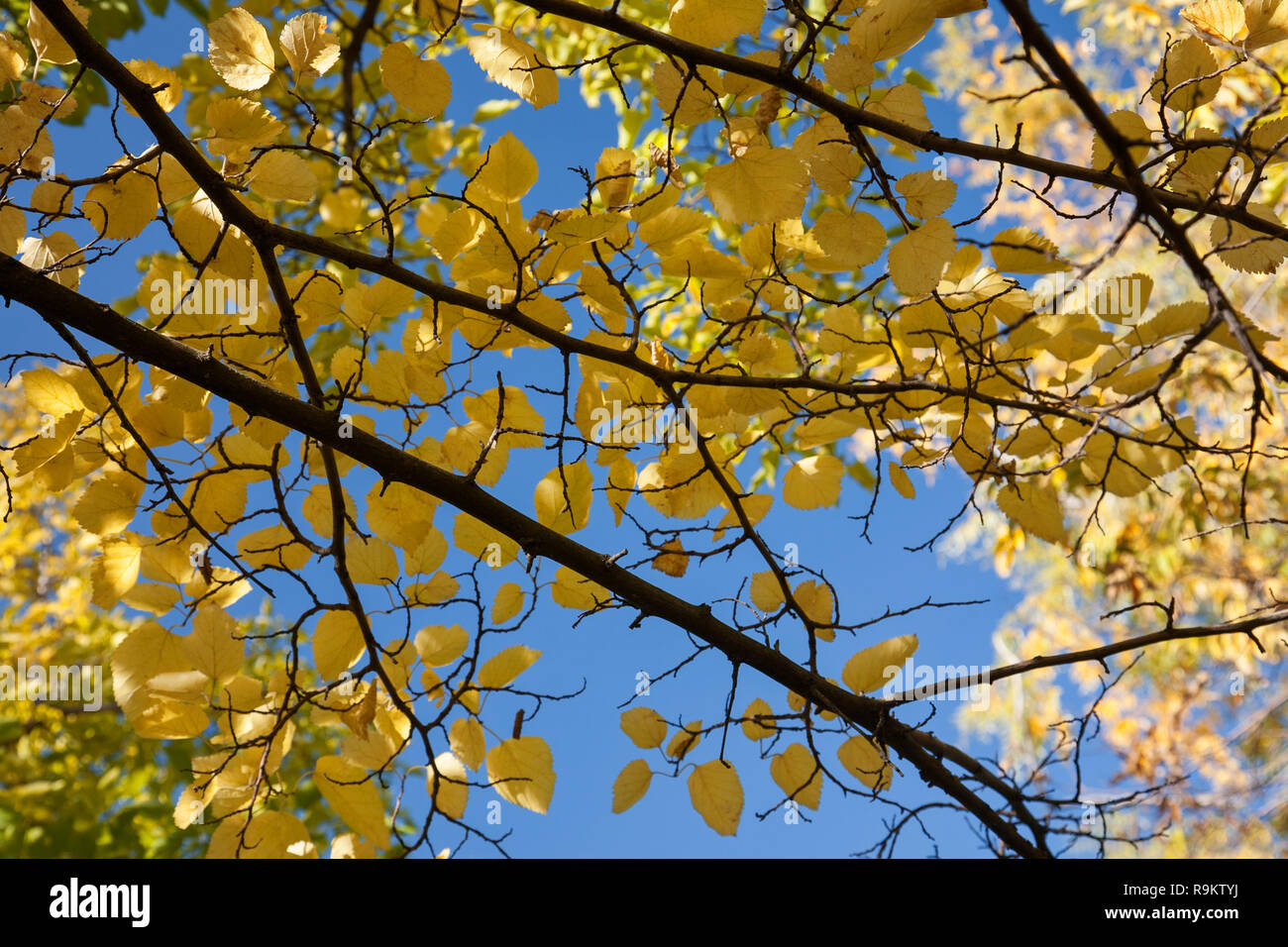 Blue sky yellow leaves hi-res stock photography and images - Alamy