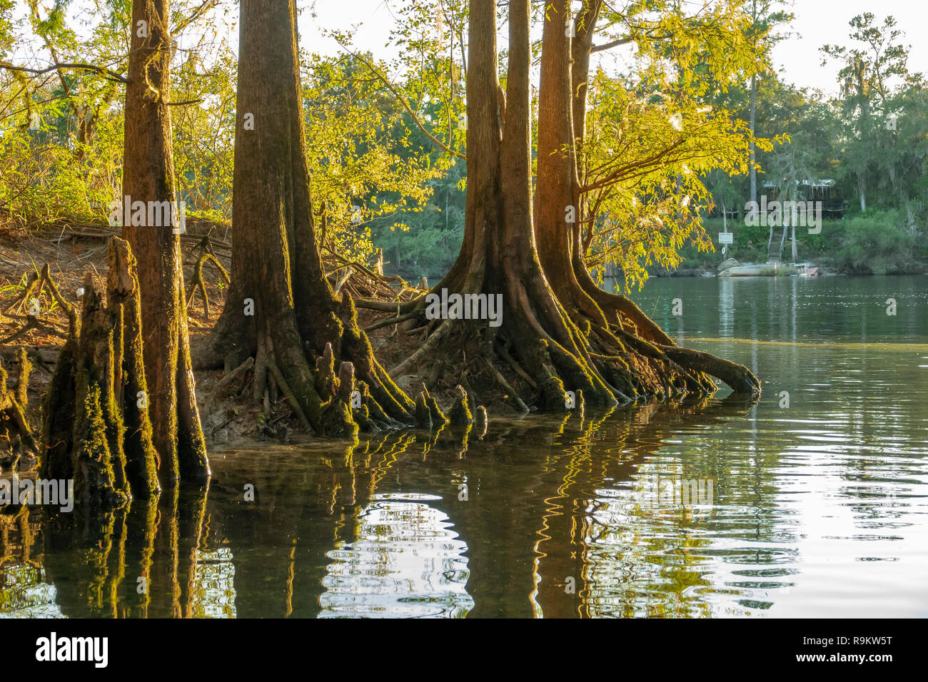 Cypress trees at Rock Bluff Spring run on the Suwanneee River, Gilchrist County, Florida Stock Photo