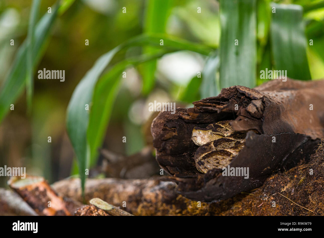 Venomous Fer-de-Lance snake in Costa Rica Stock Photo