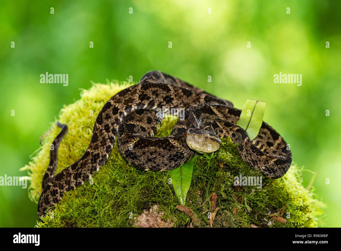 Venomous Fer-de-Lance snake in Costa Rica Stock Photo