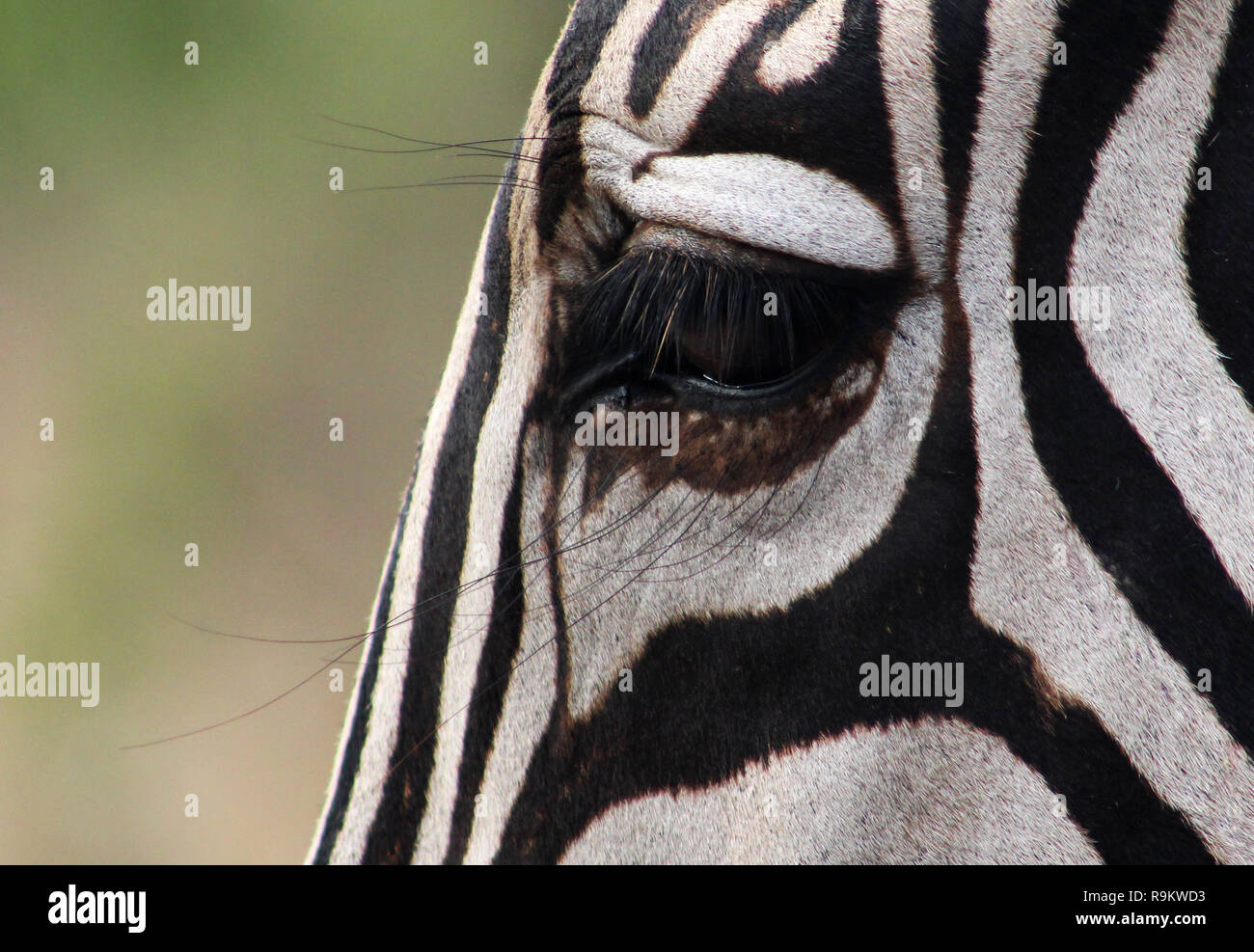 Extreme close-up of Zebra eye, Kruger National Park, South Africa Stock Photo