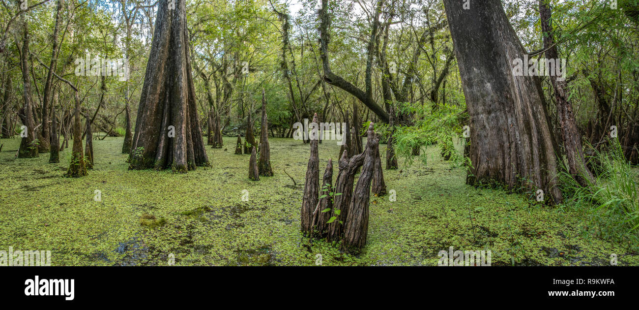 Freshwater Florida swamp with Cypress tree knees and Water Spangles Stock Photo