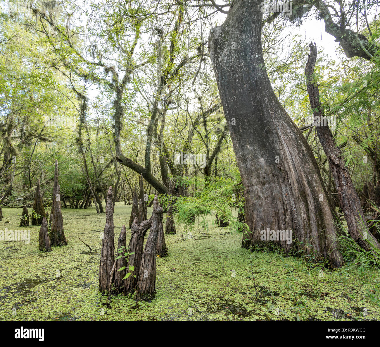 Freshwater Florida swamp with Cypress tree knees and Water Spangles Stock Photo