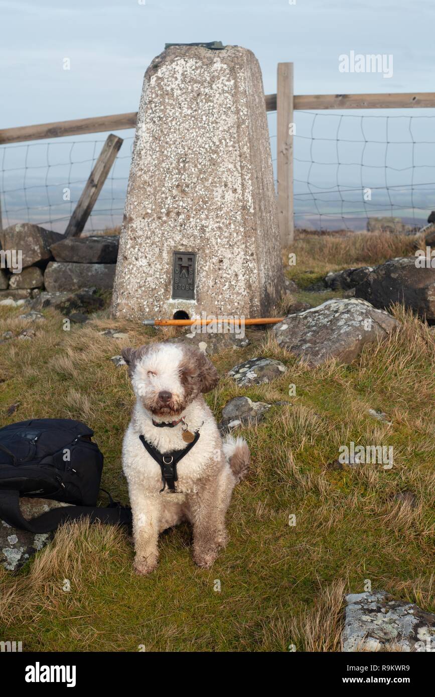 Spanish Water Dog on top of west cairn hill west lothian Stock Photo