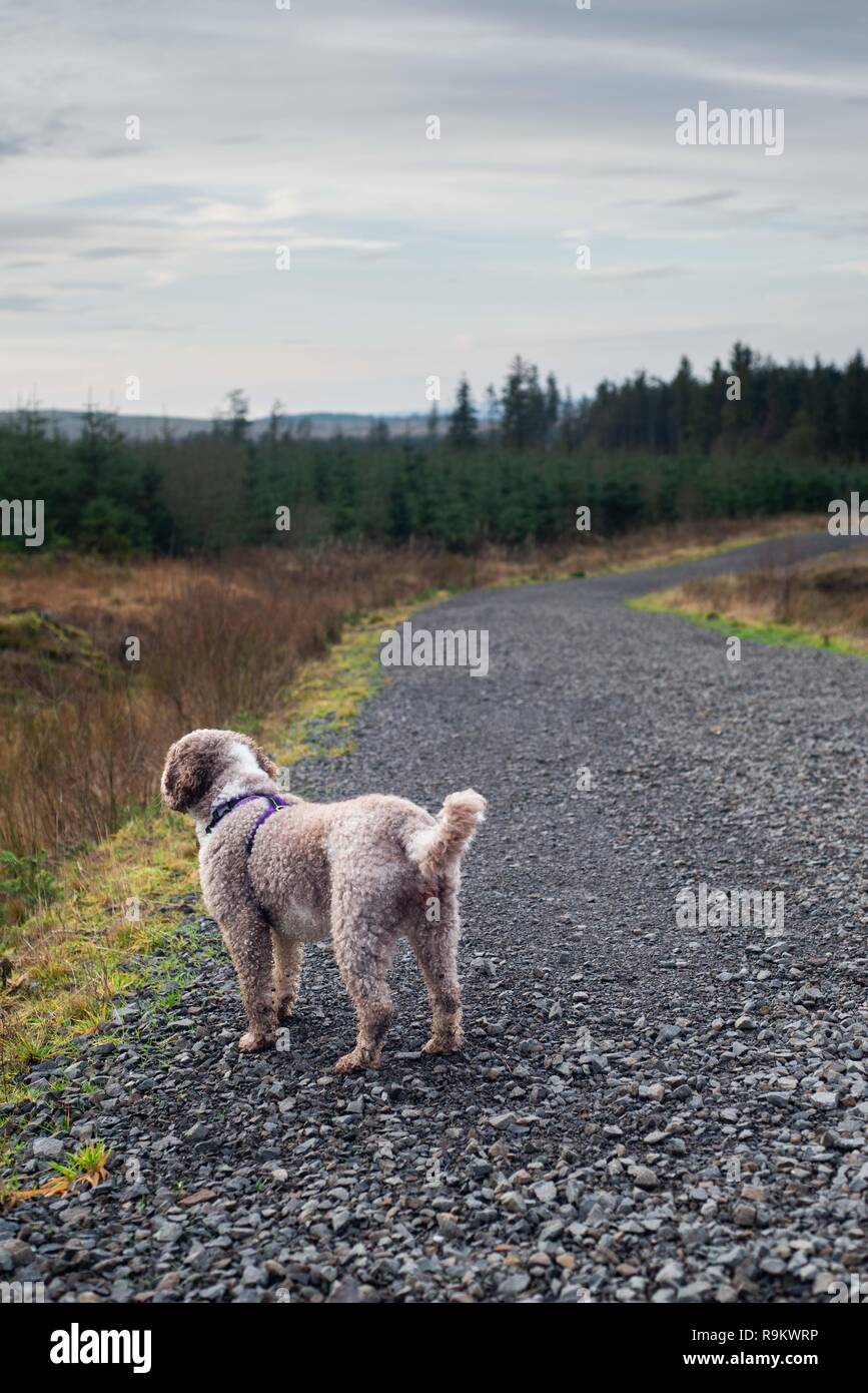 Spanish Water Dog on top of west cairn hill west lothian Stock Photo
