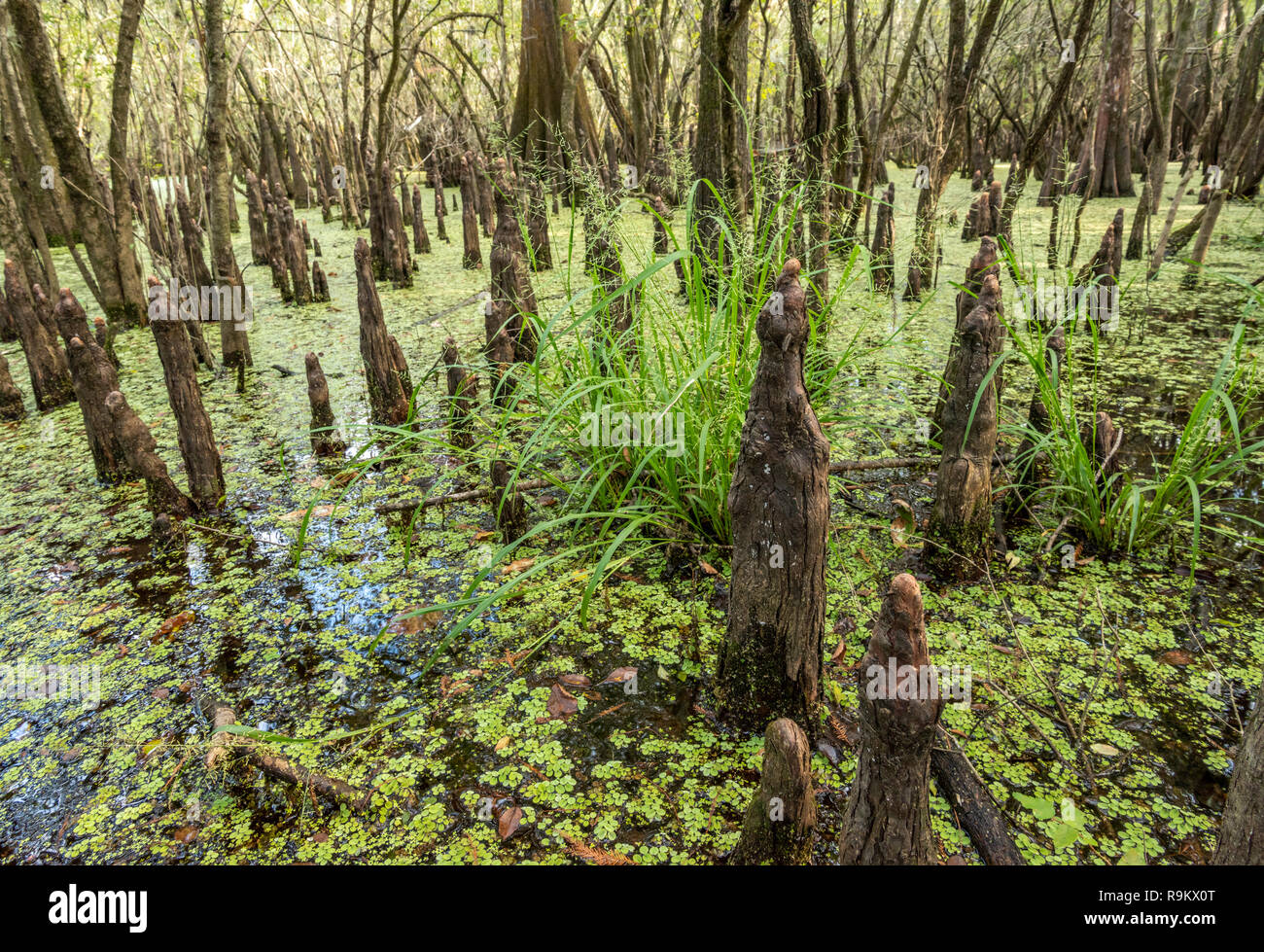 An army of Cypress tree knees and Water Spangles in freshwater Florida swamp Stock Photo