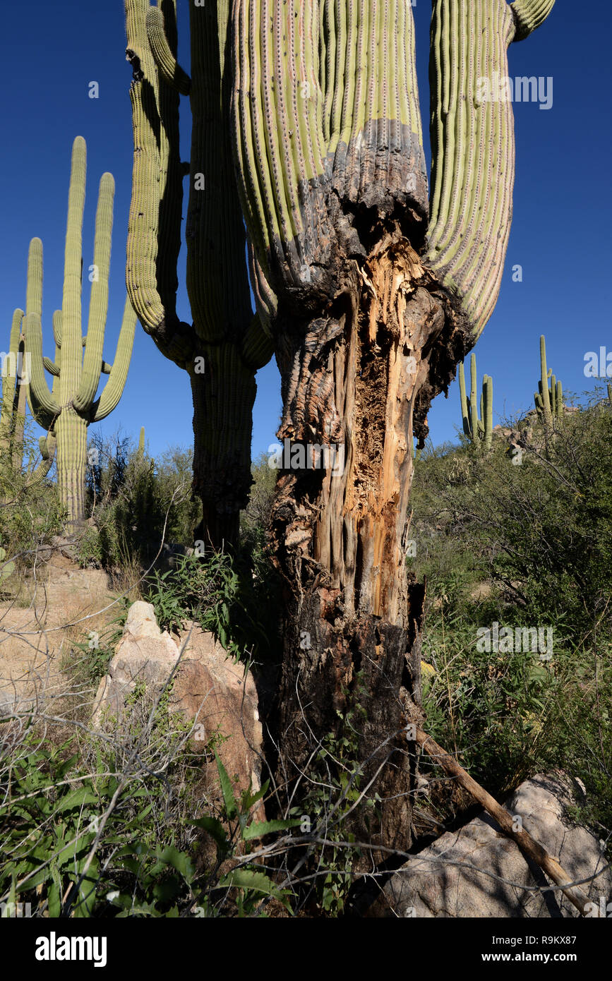 Dying cactus hires stock photography and images Alamy