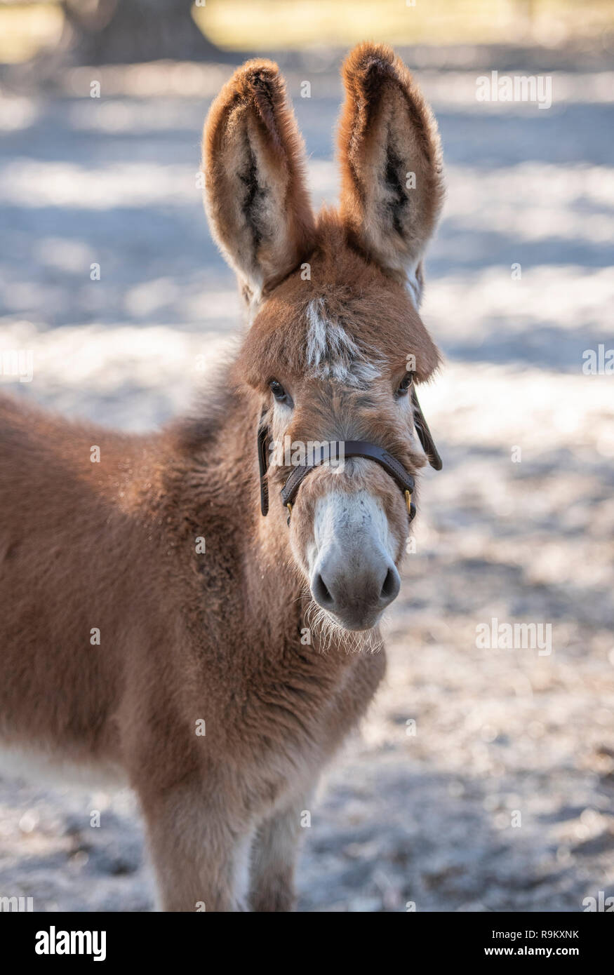 Donkey foal in sand paddock Stock Photo