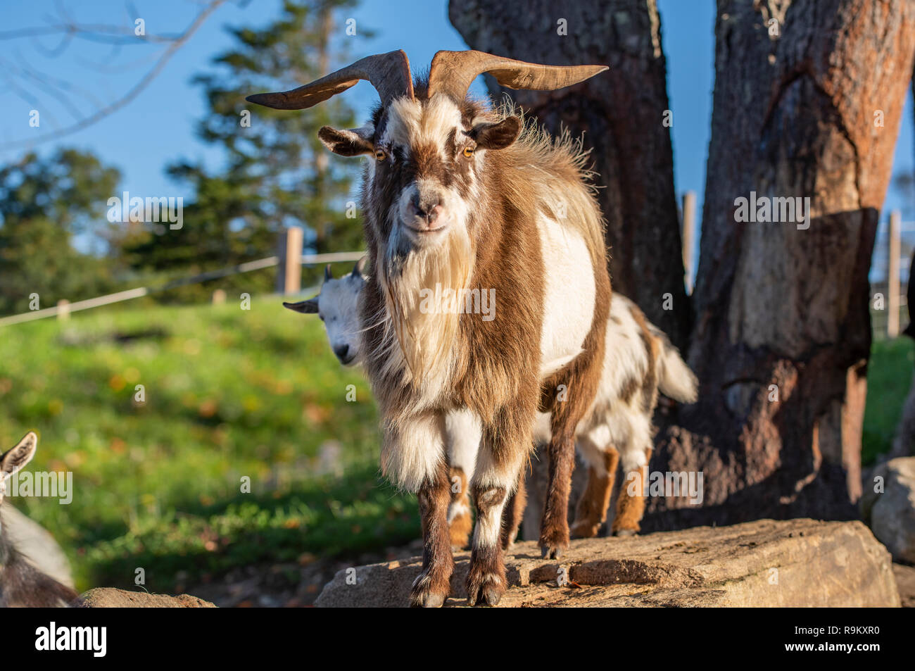 Alpine goat pets in rocky pen Stock Photo