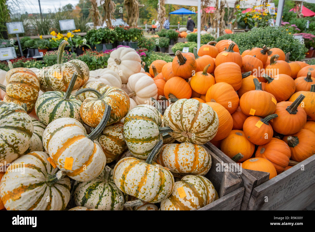 Outdoor fall market with squash and pumpkins, Woodstock Vermont Stock Photo