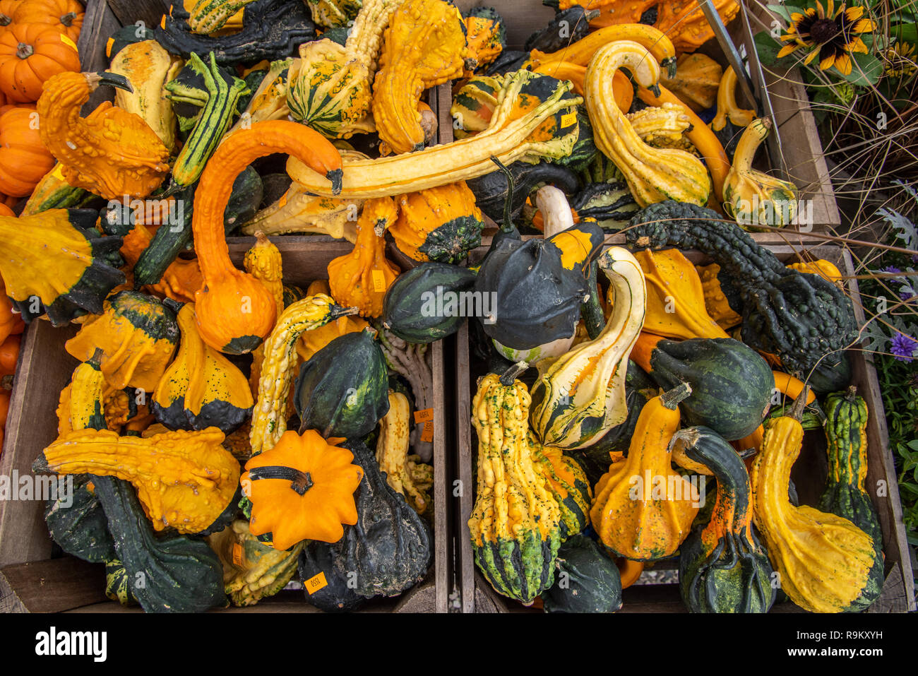 Fall squash displayed  at outdoor market, Vermont Stock Photo