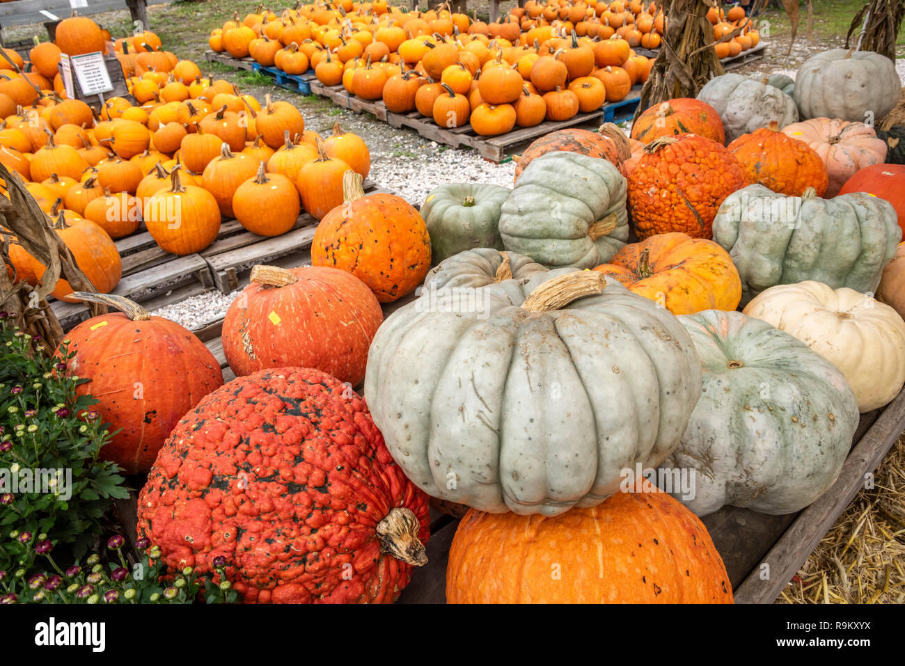 Fall squash and pumpkin on display  at outdoor market, Vermont Stock Photo