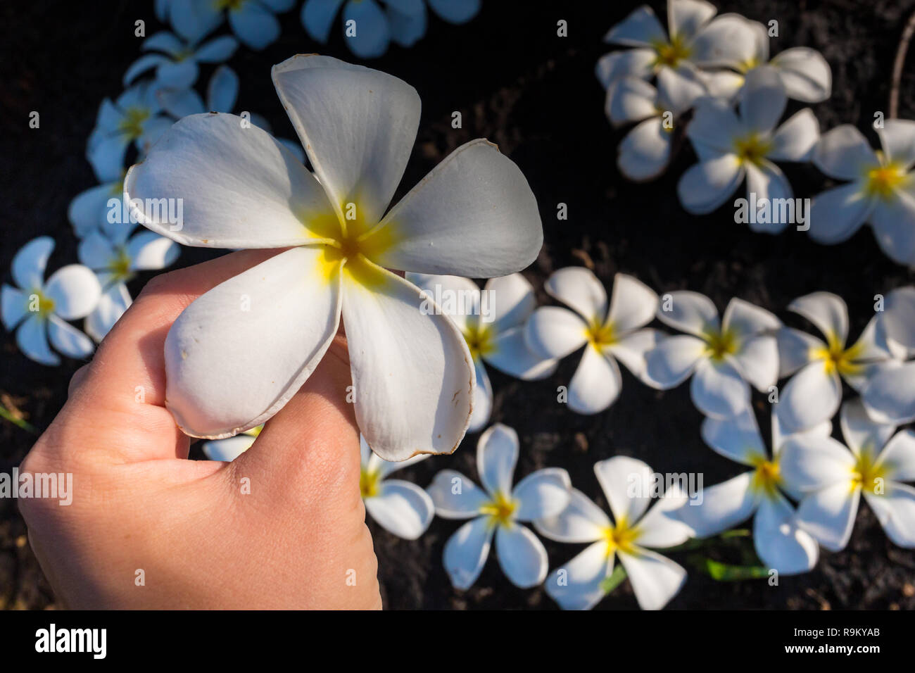 one plumeria flower on hand in Bali Stock Photo
