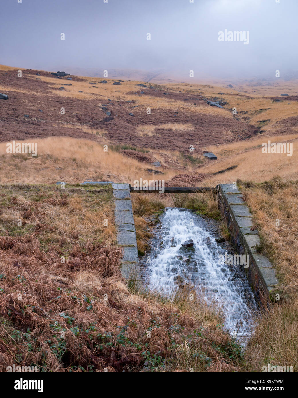 Watery vegetation hi-res stock photography and images - Alamy