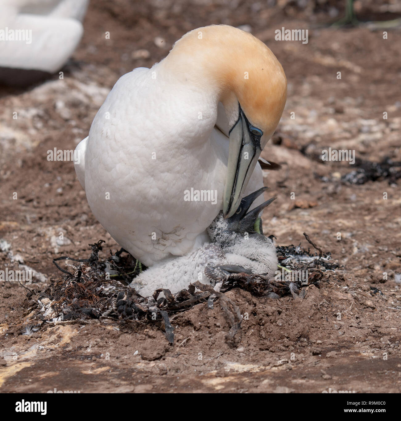 A Gannet tending to a chick at the Cape Kidnappers colony, New Zealand Stock Photo
