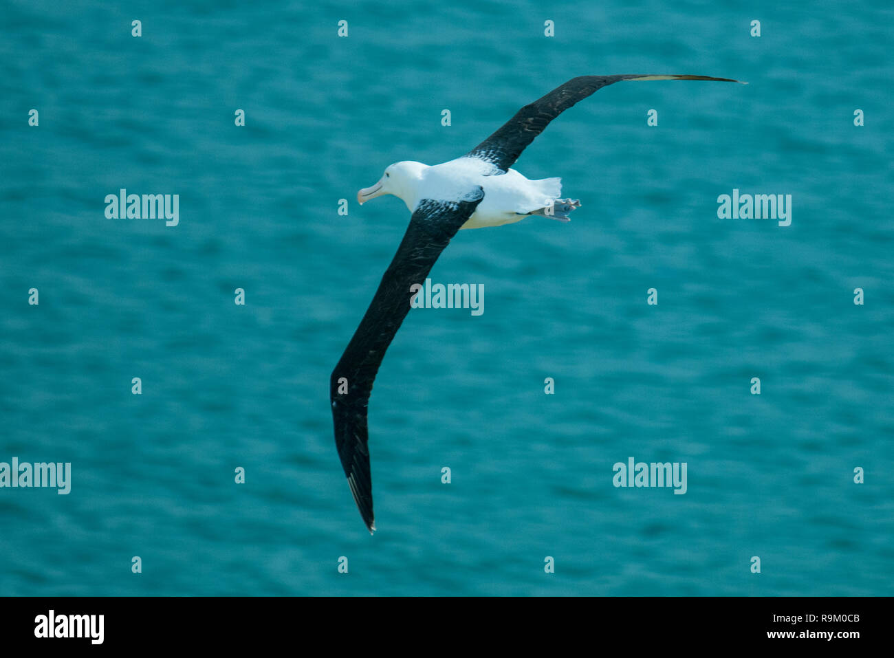 A Northern Royal Albatross (Diomedea sanfordi) gliding serenely off the Otago Peninsula, New Zealand Stock Photo