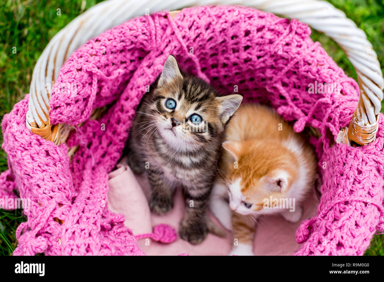 Cute baby striped kittens in basket with knitted pink scarf on green grass outdoors. Gray tabby kitten looks up Stock Photo