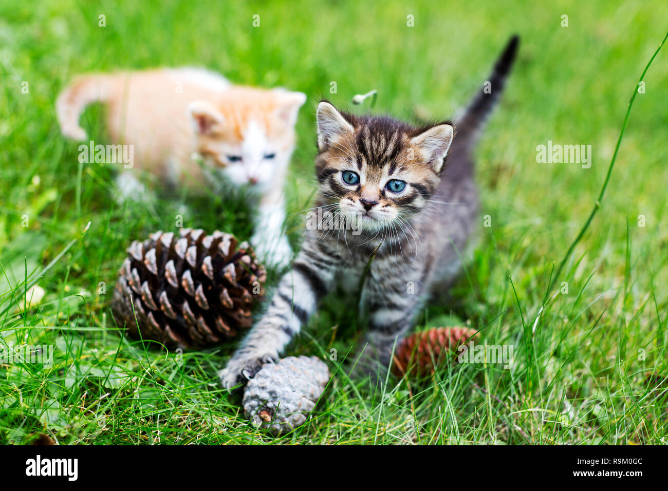 Gray tabby kitten playing with pine cones in green grass, blurry red kitten in the distance. Selective focus Stock Photo
