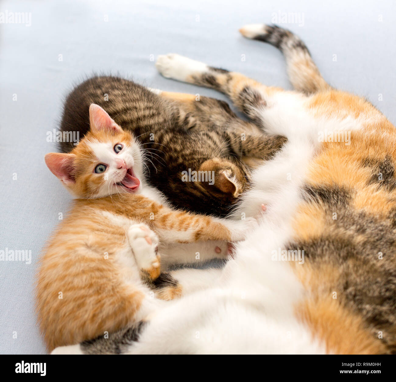 Tricolor cat nursing her little kittens, close up. Gray tabby kitten sucks milk, cute ginger kitten yawns Stock Photo