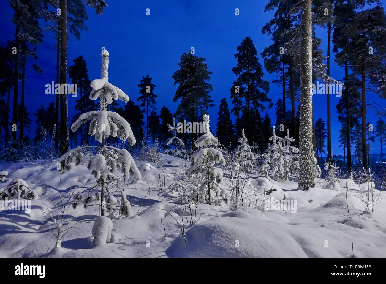 Peaceful winter night and beautiful blue sky. Snow cowered trees in very cold weather in Finland. Stock Photo