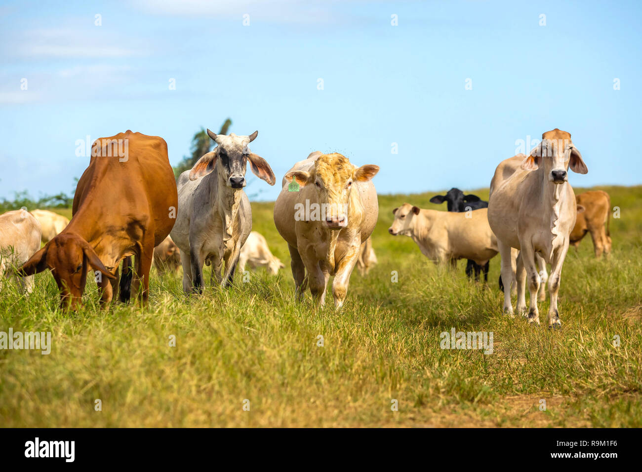 Beautiful cattle standing in the field of grass farm raised Stock Photo