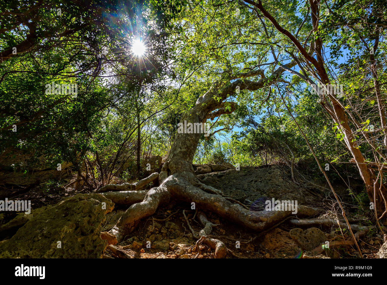 Old Guayacan tree scenic place at guanica dry forest attraction Stock Photo