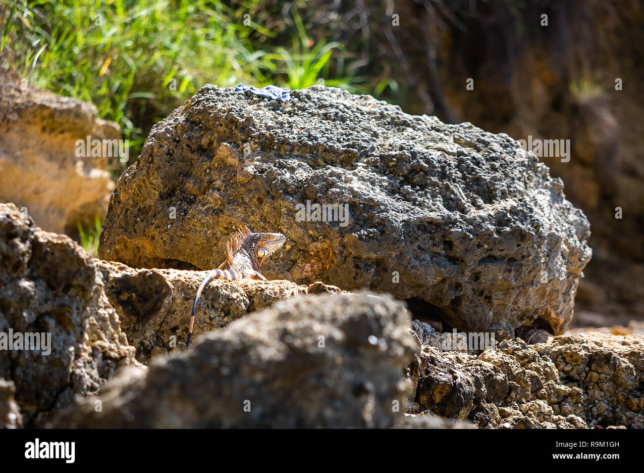 Wild iguana at the beach of Puerto Rico on rocks looking Stock Photo