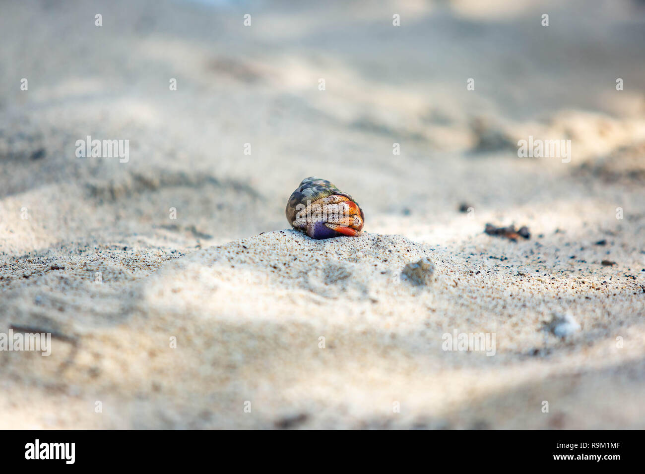 Hermit crabs in shells walking hi-res stock photography and images - Alamy
