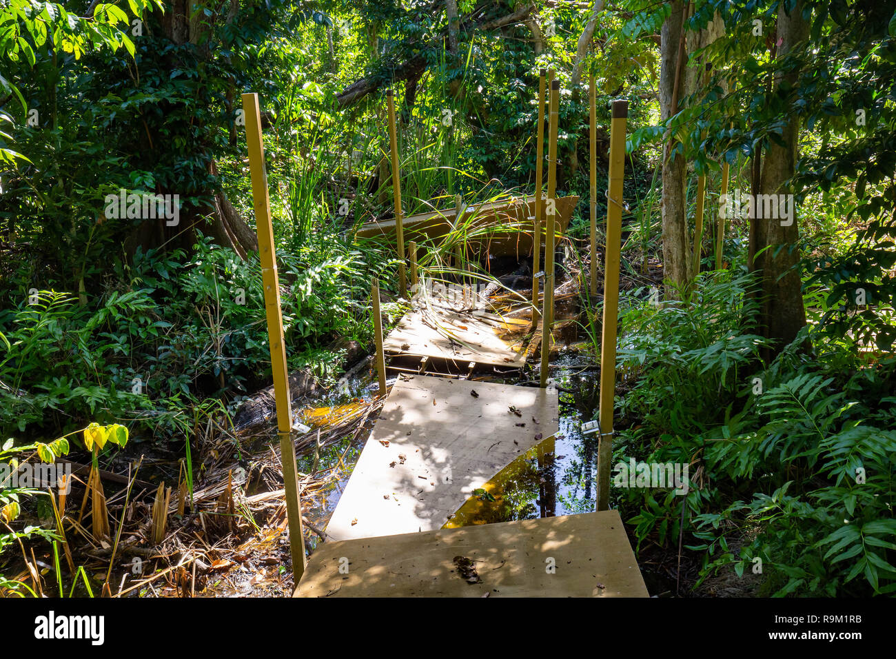 Natural pterocarpus forest swamp in Puerto Rico Del Mar Stock Photo