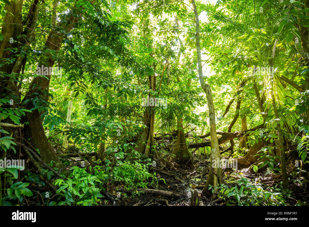 Natural pterocarpus forest swamp in Puerto Rico Del Mar Stock Photo
